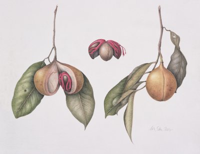 Nutmeg by Margaret Ann Eden
